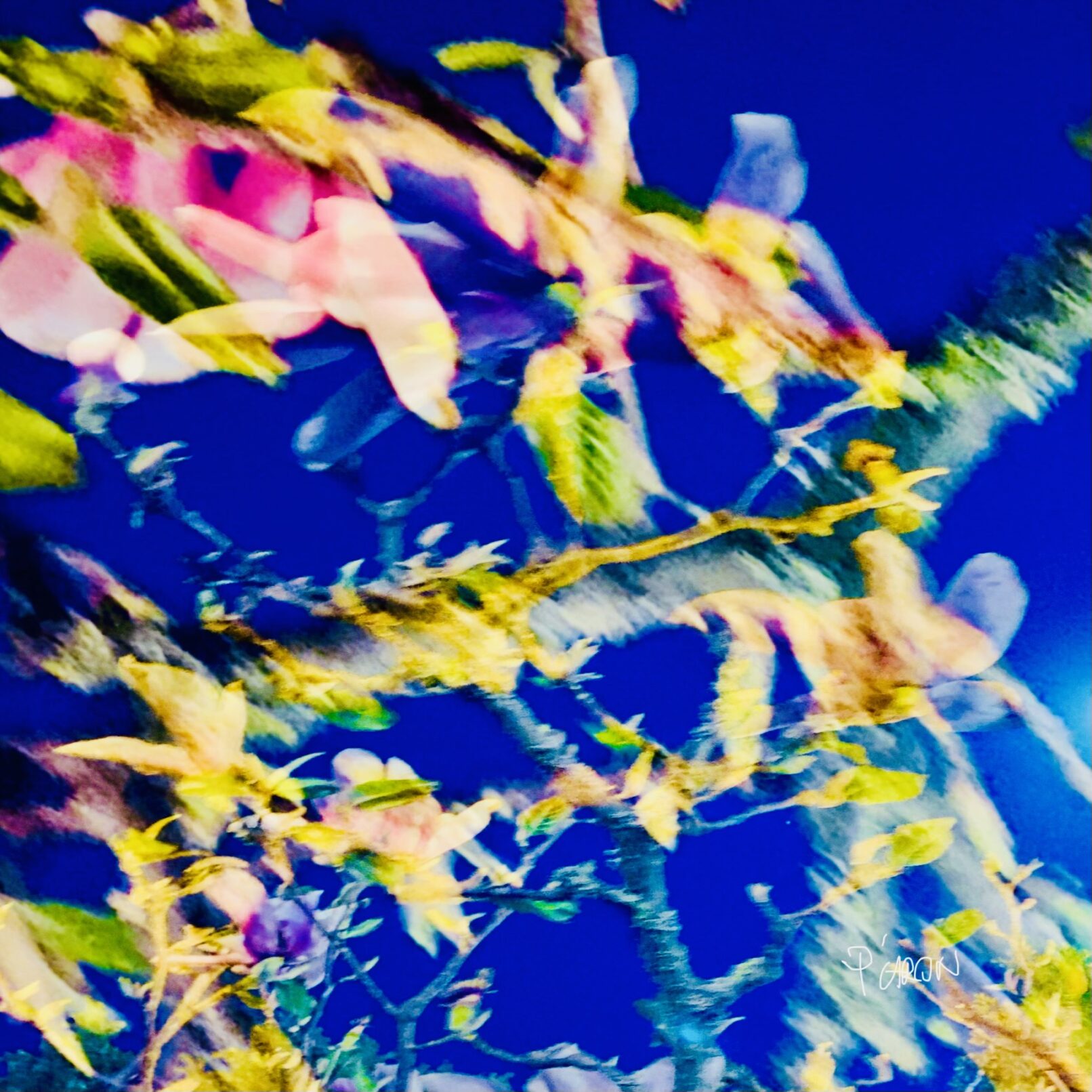 LoveMagnolia entropie d’une floraison par Paule Caron